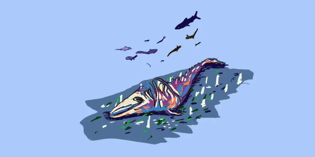 portada cuando una ballena